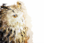 肖像黄色的眼睛猫头鹰孤立的白色背景水彩风格