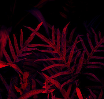 热带叶森林发光的黑色的光背景高对比