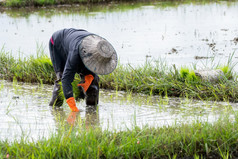 亚洲农民移植大米幼苗大米场农民