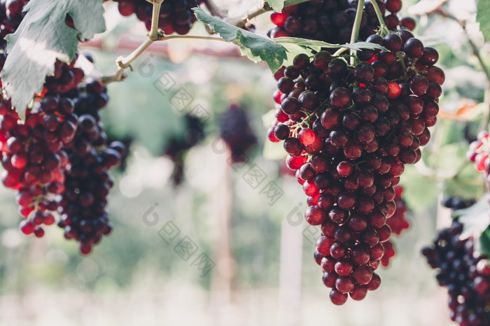 葡萄园葡萄挂束与绿色阳光照射的叶子生成熟和成熟的葡萄