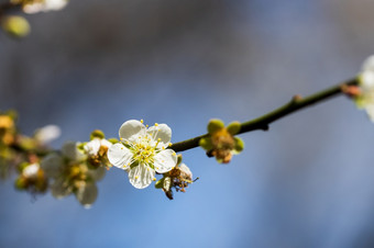 李子开花布鲁姆树白色