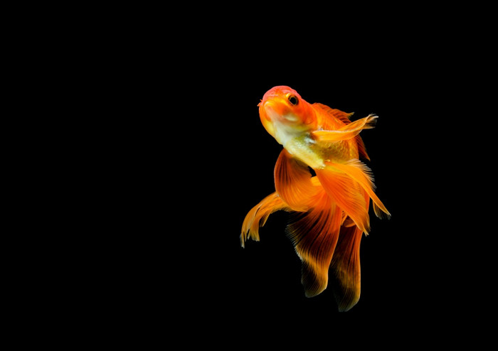 金鱼孤立的黑暗黑色的背景不同的色彩斑斓的Carassiusauratus的水族馆
