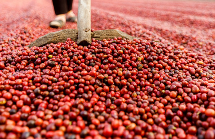 咖啡豆子干燥的太阳咖啡种植园咖啡农场