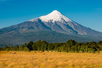 农场与牛的结算osorno火山的海岸湖llanquihue地区这些拉各斯智利