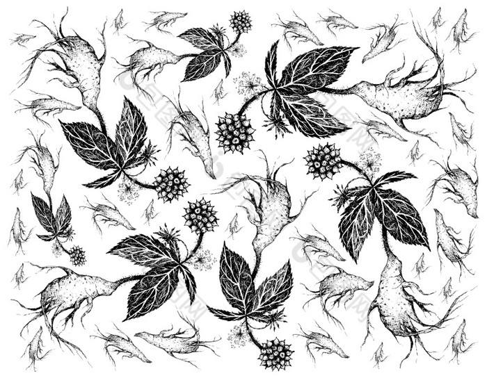Herbal和植物手画插图背景eleutherococcussenticosus刺五加西伯利亚人参植物使用为饮食补充和化妆品