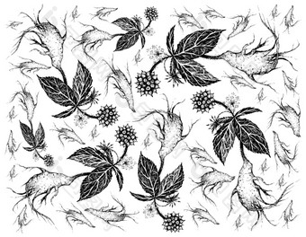 Herbal和植物手画插图背景eleutherococcussenticosus刺五加西伯利亚人参植物使用为饮食补充和化妆品