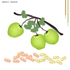 医疗保健插图苹果水果与维生素和维生素平板电脑至关重要的营养为生活
