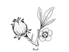 水果插图手画草图新鲜的芙蓉萨达里法洛神葵植物与花朵叶子和水果孤立的白色背景