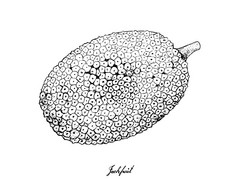 水果插图手画草图成熟的和甜蜜的菠萝蜜孤立的白色背景