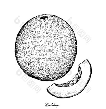 水果插图手画草图哈密瓜甜瓜mushmelonrockmelon甜蜜的瓜瓜孤立的白色背景