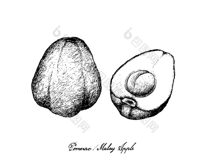 水果插图手画草图新鲜的波美拉克马来语玫瑰苹果波姆malac气味清香马拉肯塞孤立的白色背景