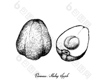 水果插图手画草图新鲜的波美拉克马来语玫瑰苹果波姆malac气味<strong>清香</strong>马拉肯塞孤立的白色背景