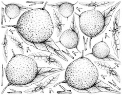 水果插图背景手画草图葡萄柚水果孤立的白色背景至关重要的营养为生活与维生素