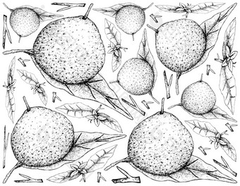 水果插图背景手画草图葡萄柚水果孤立的白色背景至关重要的营养为生活与维生素