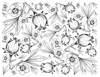 水果插图背景手画草图新鲜的芙蓉萨达里法洛神葵植物与花朵叶子和水果