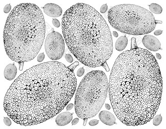 水果插图背景手画草图成熟的和甜蜜的菠萝蜜面包果异叶植物水果