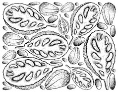 水果插图背景手画草图成熟的和甜蜜的菠萝蜜面包果异叶植物水果