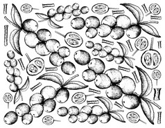 水果插图背景手画草图新鲜的camucamucamucamucacaricamocamo与绿色叶子挂树分支