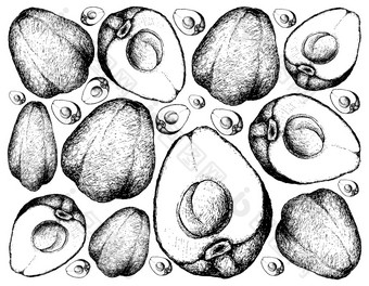 水果插图背景手画草图新鲜的波美拉克马来语玫瑰苹果波姆malac气味<strong>清香</strong>马拉肯塞水果