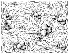 水果插图背景手画草图新鲜的Muntingiacalabura与绿色叶子和花