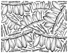 水果插图背景手画草图新鲜的阿维罗亚科学地黄瓜树树酢浆草属的分支