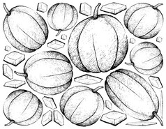 新鲜的水果插图背景手画草图甜瓜哈密瓜mushmelonrockmelon甜蜜的瓜瓜水果