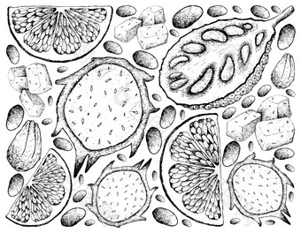 水果插图背景手画草图成熟的和甜蜜的龙水果火龙果菠萝蜜和葡萄柚