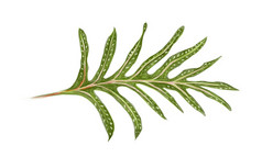 插图微粒体scolopendria植骨龙scolopendria君主蕨类植物麝香蕨类植物