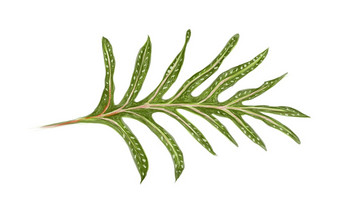 插图微粒体scolopendria植骨龙scolopendria君主<strong>蕨类植物</strong>麝香<strong>蕨类植物</strong>
