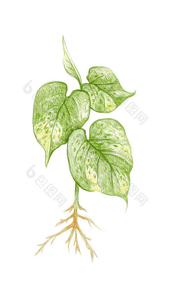 生态概念插图金波托斯猎人rsquo袍艾薇阿鲁姆钱植物银他来了爬虫植物