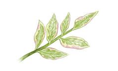 生态概念插图足荔枝Tithymaloides红雀仙人掌孤立的白色背景为花园装饰