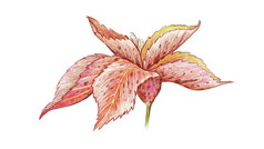 插图美丽的acalypha威尔克西亚纳雅各rsquo外套铜牛排淡紫色tasselflower丘比特rsquo剃须刷植物