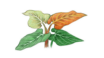 生态概念插图大象耳朵喜林芋芋属植物为花园装饰