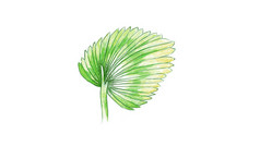 生态概念插图licuala轮匝肌棕榈热带植物日益增长的温暖的温带气候