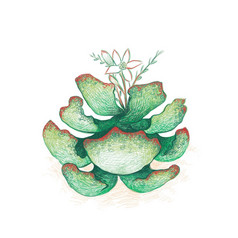 插图手画草图adromischusmaculatus印花棉布的心巧克力下降与花多汁的植物为花园装饰