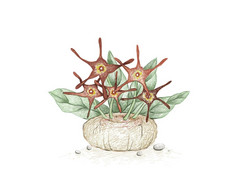 插图手画草图brachystelma胡子植物多汁的植物为花园装饰