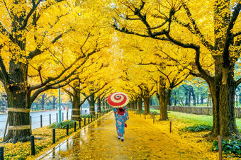 亚洲女人穿日本传统的和服行黄色的银杏树秋天秋天公园东京日本