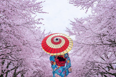 亚洲女人穿日本传统的和服和樱桃开花春天日本