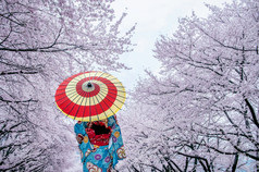 亚洲女人穿日本传统的和服和樱桃开花春天日本