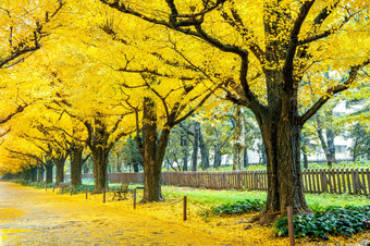 行黄色的银杏树秋天秋天公园东京日本
