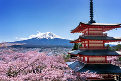 樱桃花朵春天Chureito宝塔和富士山日本