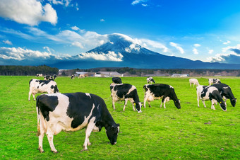 牛吃郁郁葱葱的草的绿色场前面富士山日本