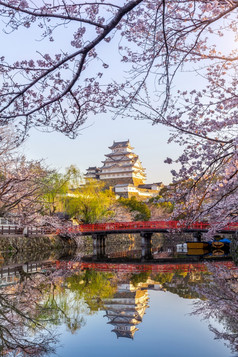 樱桃花朵和城堡姬路城日本