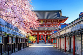 樱桃花朵和浅草寺寺庙浅草东京日本