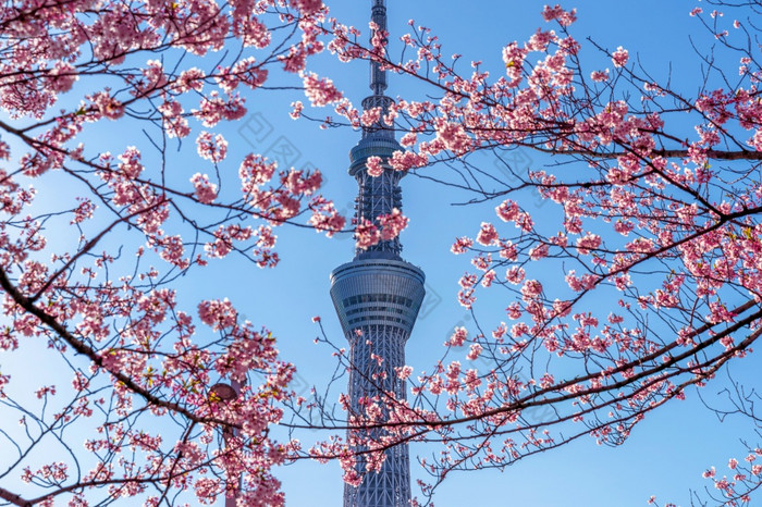 东京日本4月美丽的樱桃花朵和东京天空树春天东京日本