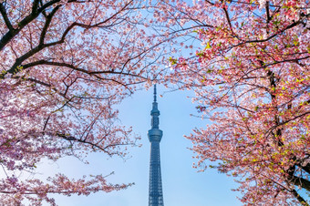 东京日本4月美丽的樱桃花朵和东京天空树春天东京日本