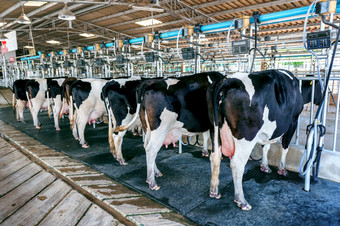 牛农场牛挤奶设施与现代挤奶机器