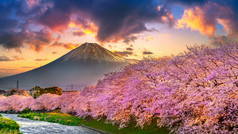 樱桃花朵和富士山春天日出静冈市日本