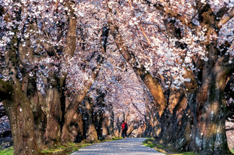 行<strong>樱桃</strong>开花树与<strong>樱桃</strong>开花下降花瓣春天《京都议定书》日本