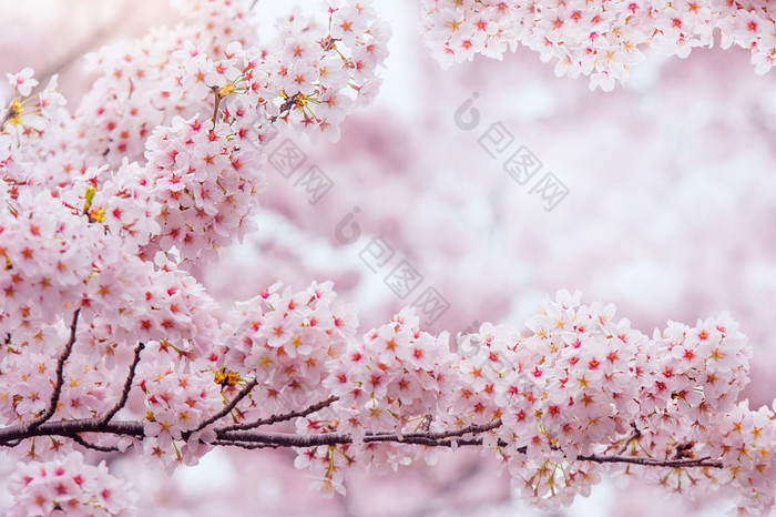 樱桃花朵盛开的春天春天背景樱桃花朵自然与软焦点